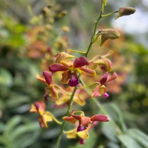 national orchid garden